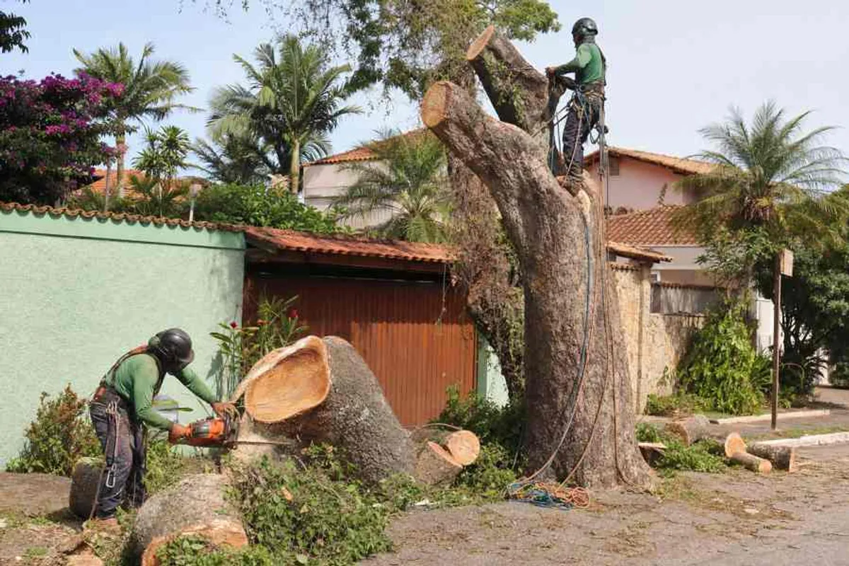 Equipe profissional realizando remoção e corte de árvore com motosserra em Rio Vermelho